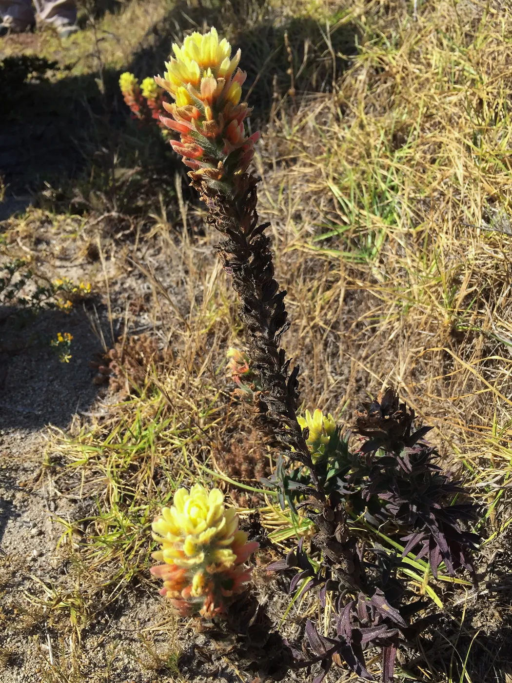Santa Rosa Island Trip, Indian Paintbrush