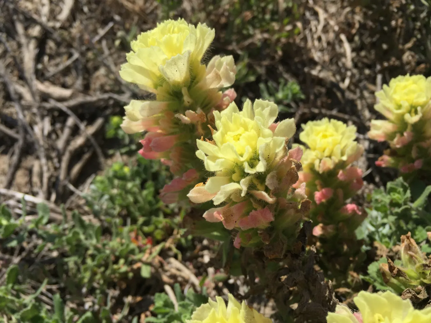 Santa Rosa Island Trip, Indian Paintbrush