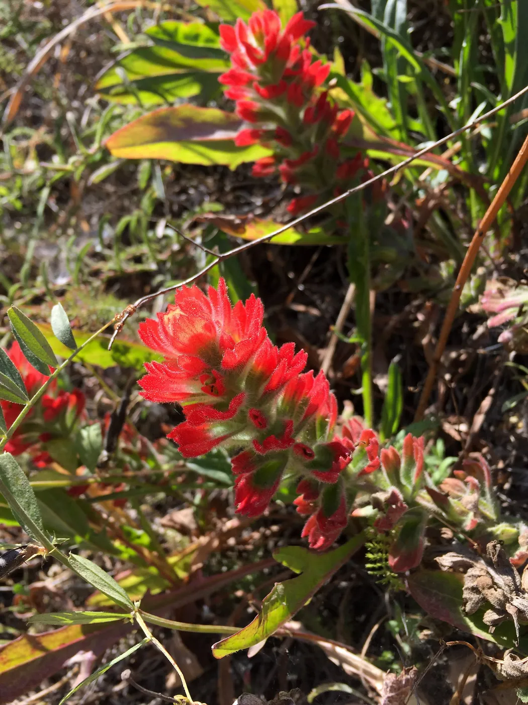Santa Rosa Island Trip, Indian Paintbrush