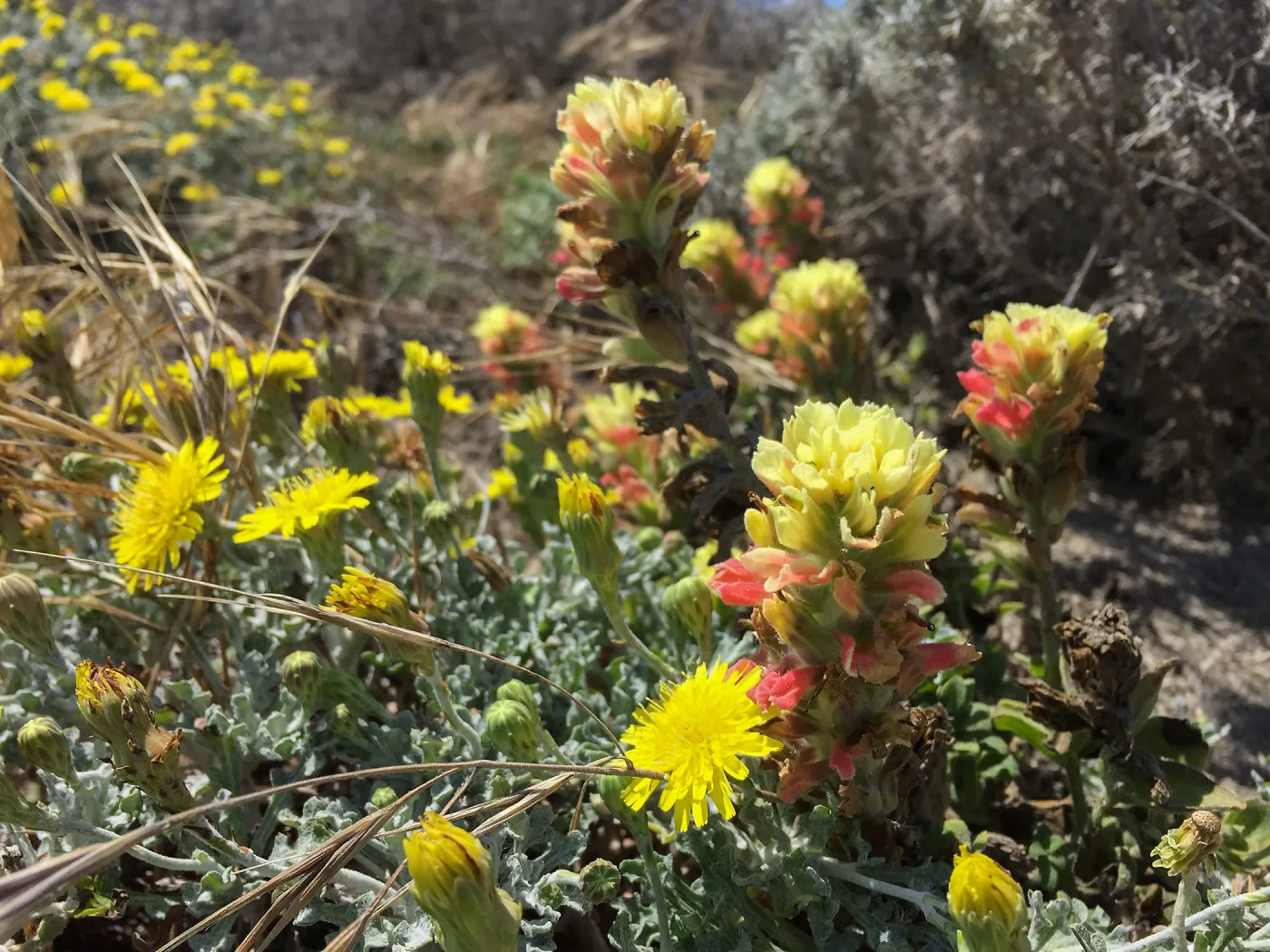Santa Rosa Island Trip, Dunedelion (Malacothrix incana), Indian Paintbrush