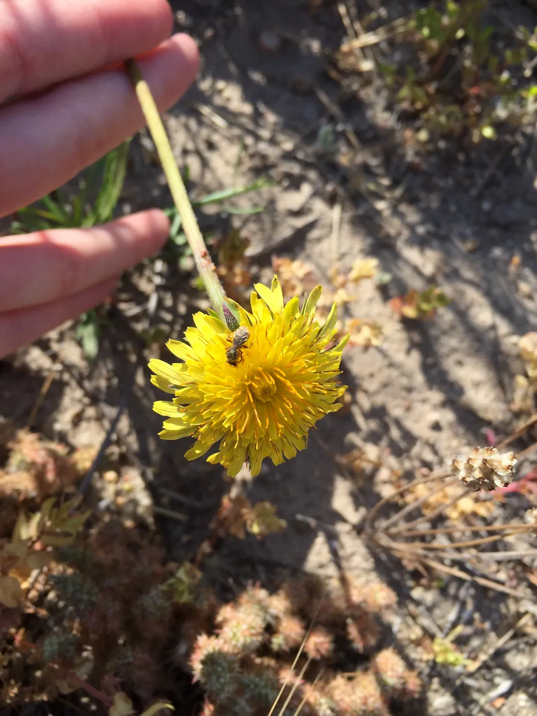 Santa Rosa Island Trip, native bee on Dunedelion (Malacothrix incana)