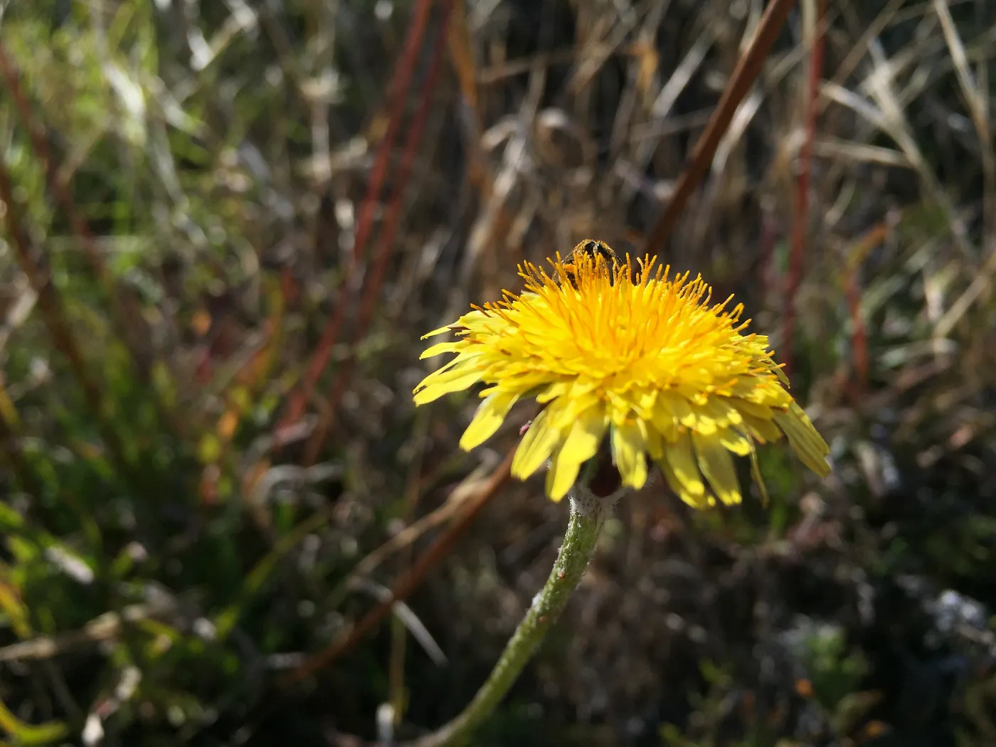 Santa Rosa Island Trip, native bee on Dunedelion (Malacothrix incana)