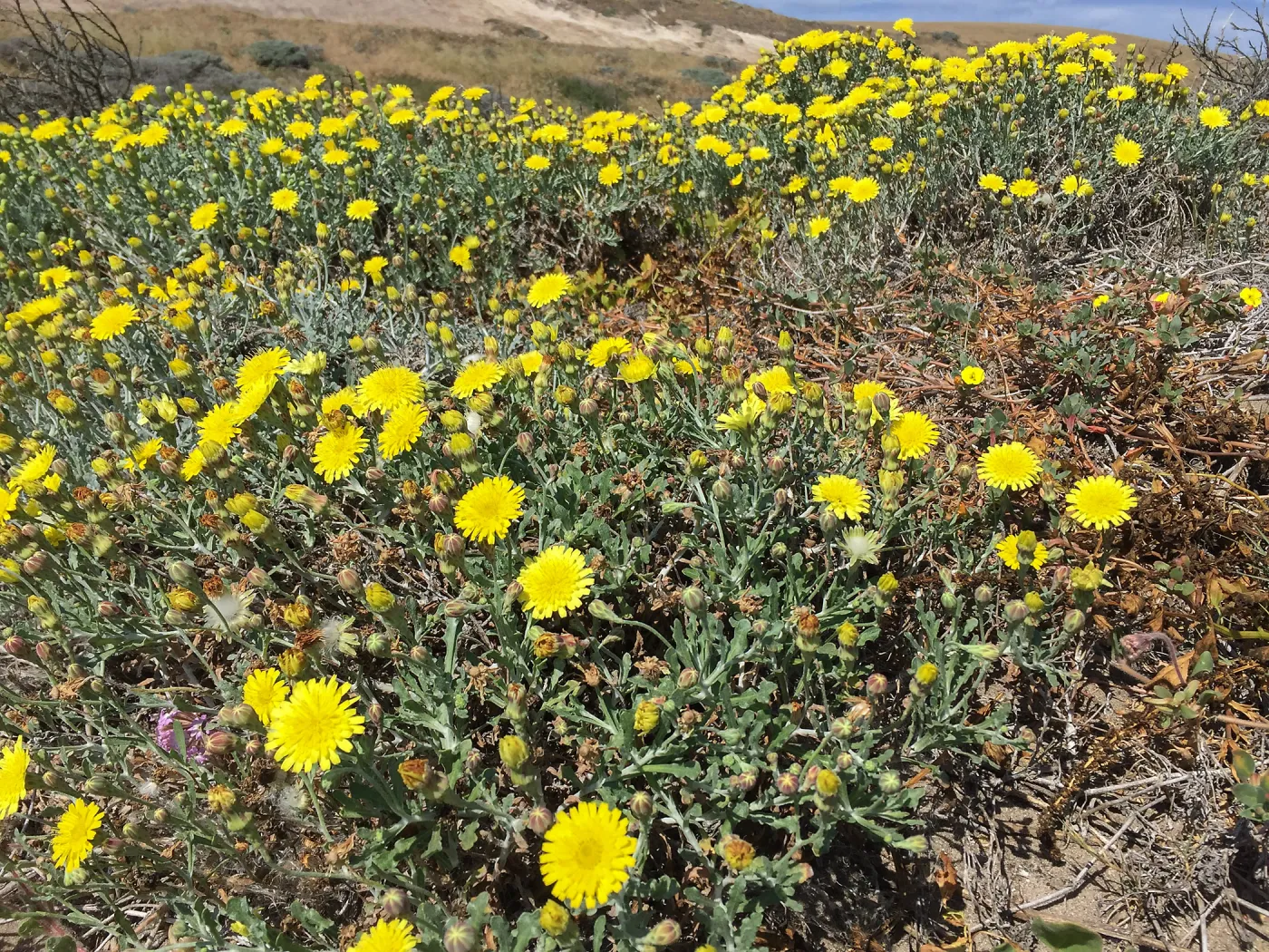 Santa Rosa Island Trip, Dunedelion (Malacothrix incana)