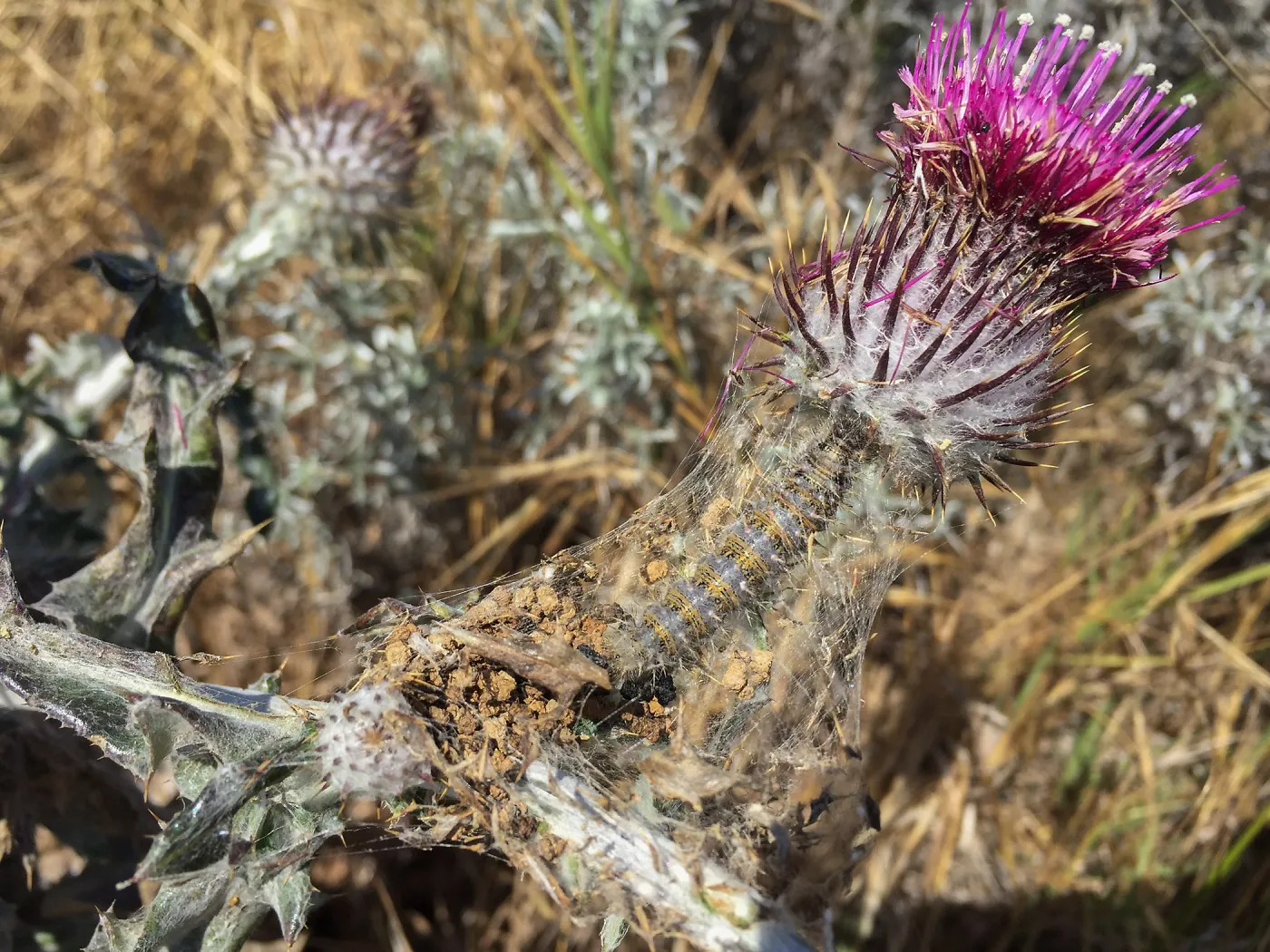 Santa Rosa Island Trip, Cobweb thistle (Cirsium occidentale) with caterpillar