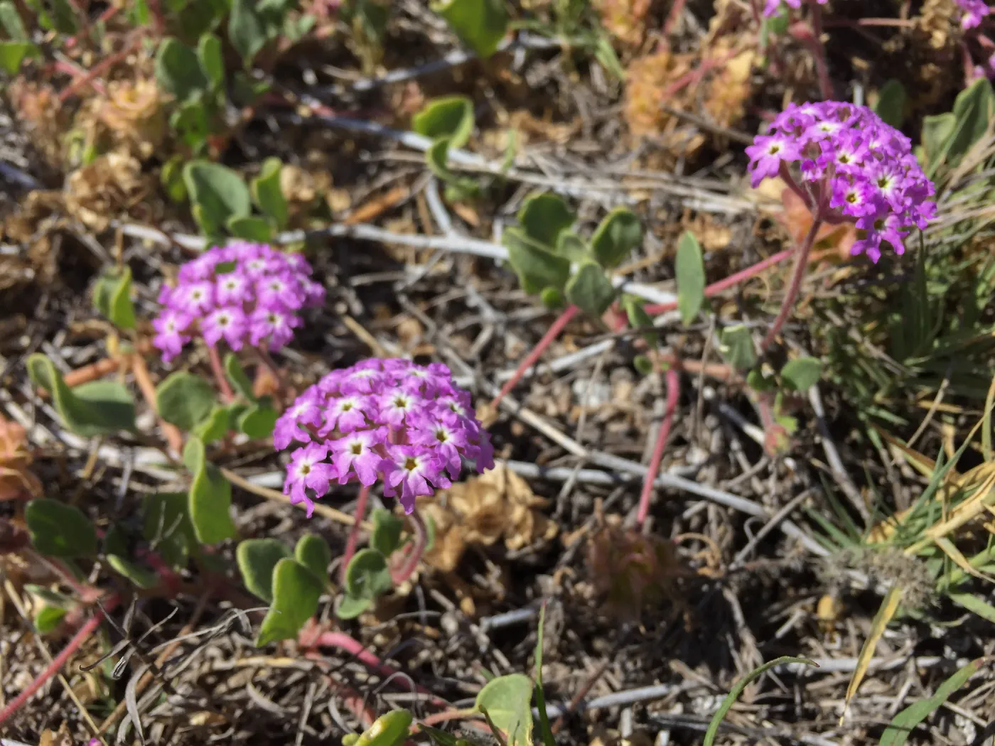 Santa Rosa Island Trip, Pink sand verbena (Abronia umbellata)