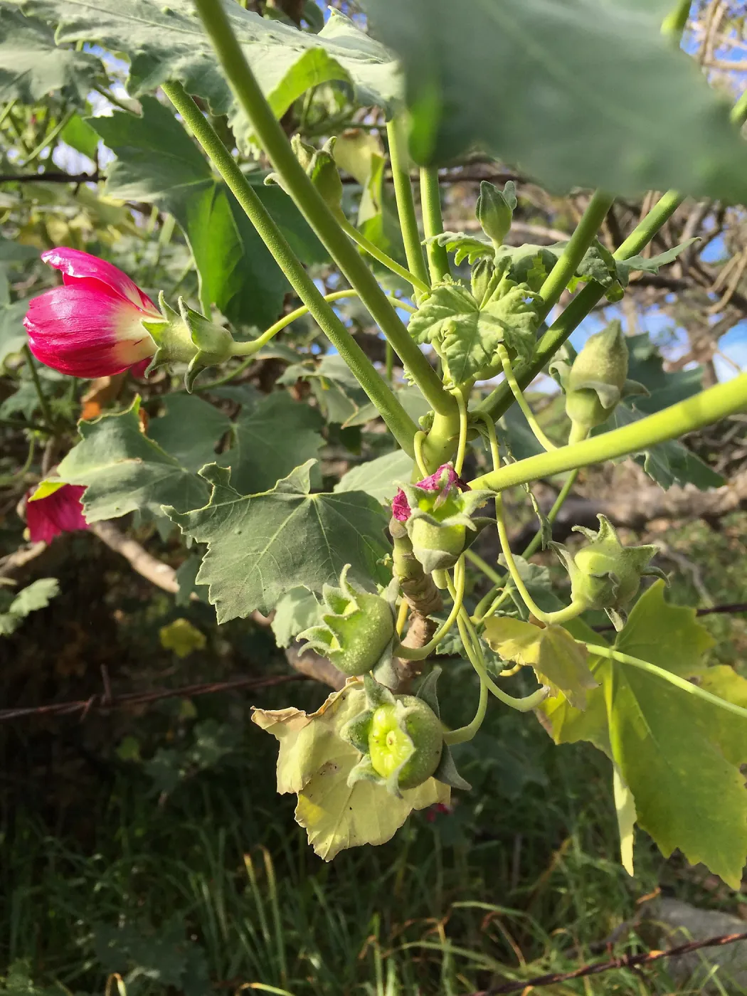 Santa Rosa Island Trip, Island Mallow (Malva assurgentiflora)