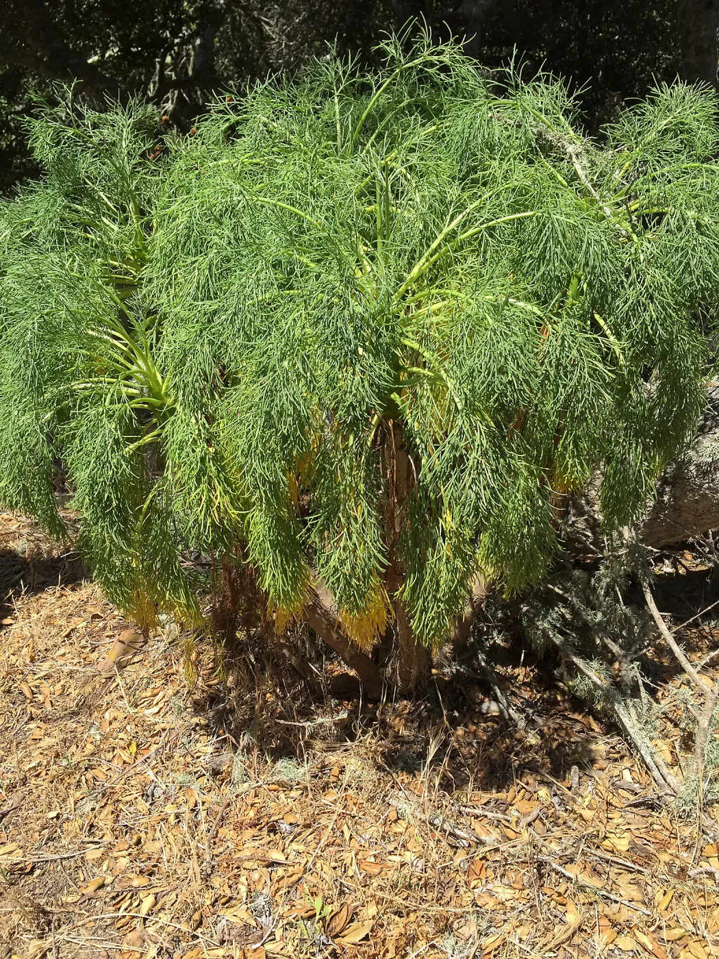 Santa Rosa Island Trip, Giant Coreopsis (Leptosyne gigantea) in Lobo Canyon