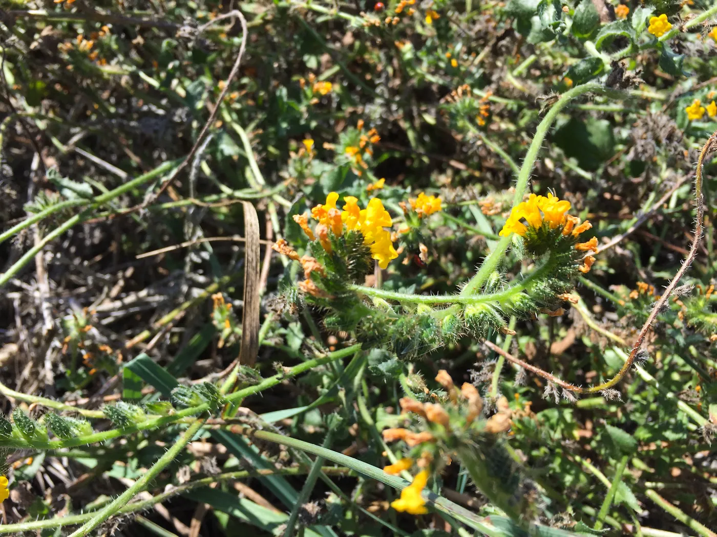 Santa Rosa Island Trip, Seaside fiddleneck (Amsinckia spectabilis)