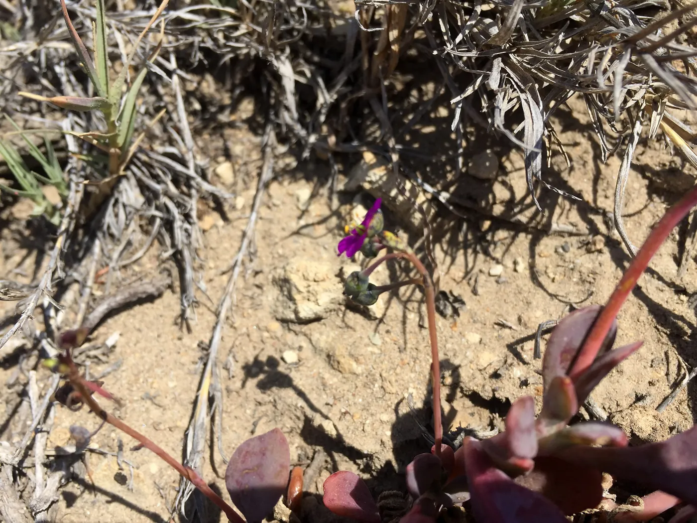 Santa Rosa Island Trip, Seaside calandrinia (Cistanthe maritima)