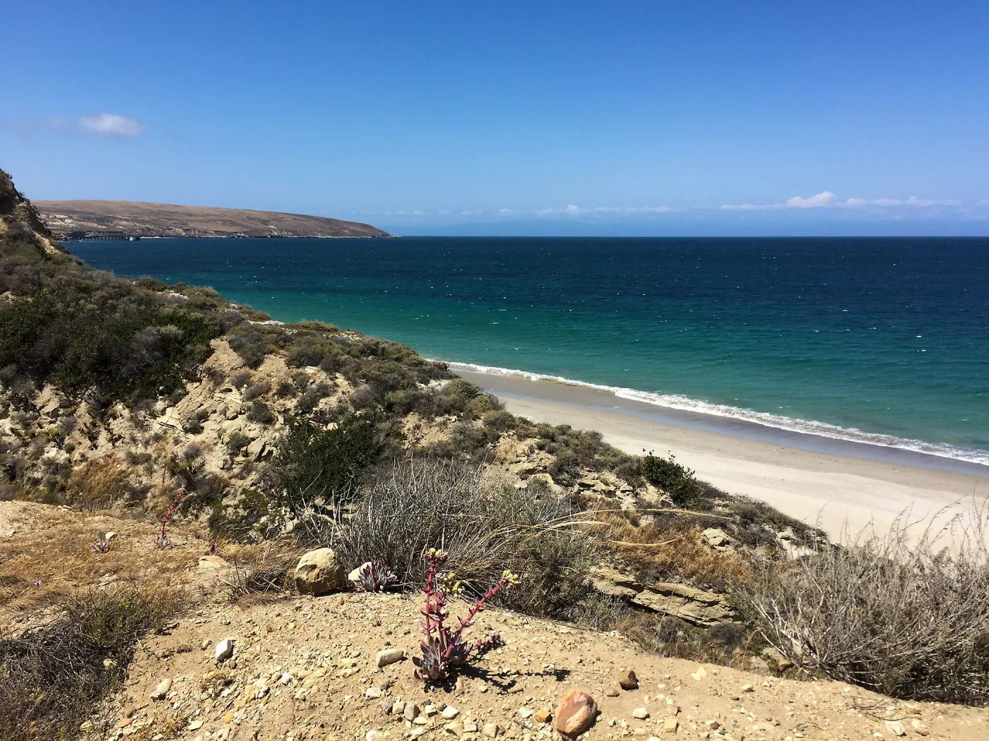 Santa Rosa Island Trip, coast, Greene's Liveforever (Dudleya greenei) in foreground