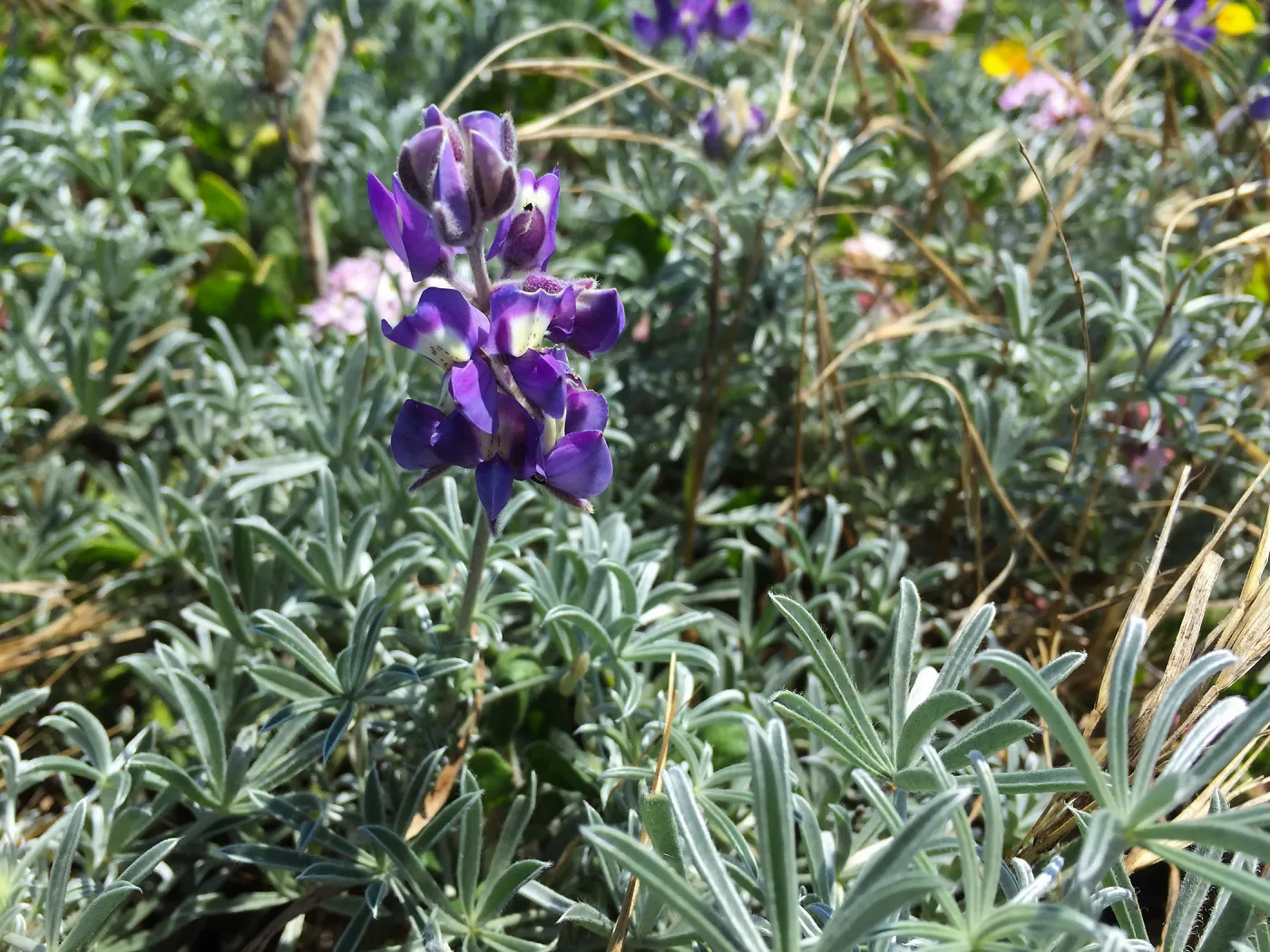 Santa Rosa Island Trip, Silver Bush Lupine (Lupinus albifrons)