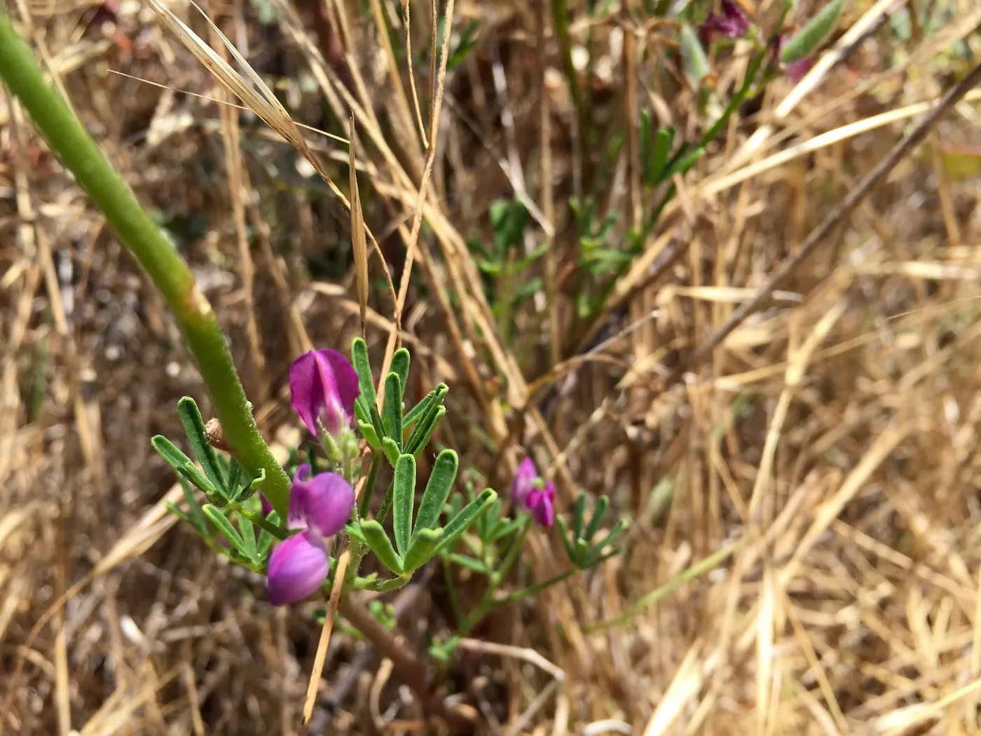 Santa Rosa Island Trip, Blunt leaved lupine (Lupinus truncatus)