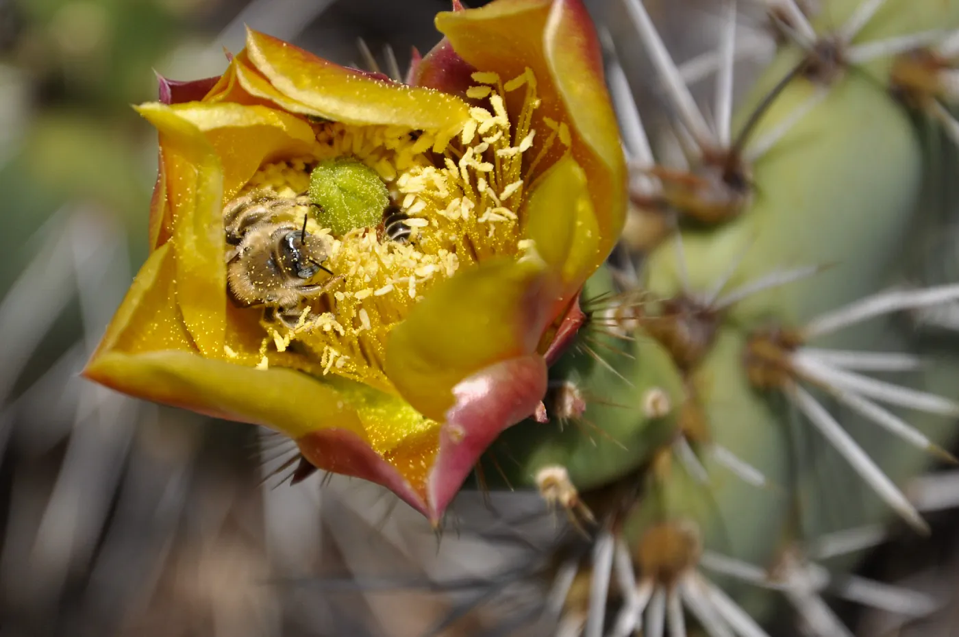 Santa Rosa Island Trip, bee in Prickly Pear (Opuntia) flower
