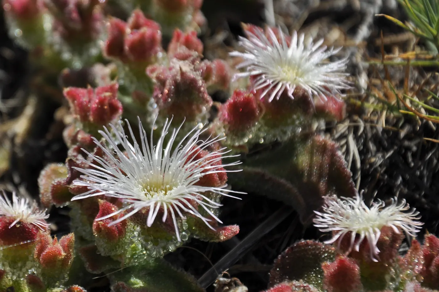 Santa Rosa Island Trip, Crystalline Ice Plant (Mesembryanthemum crystallinum) (non-native)