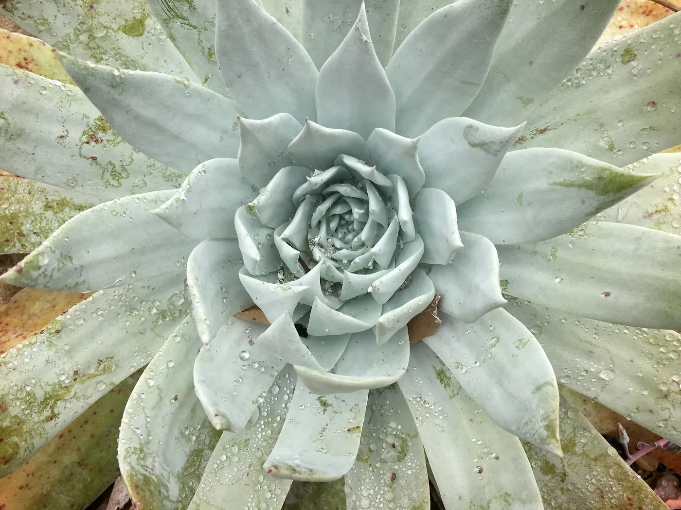Dudleya (liveforevers)