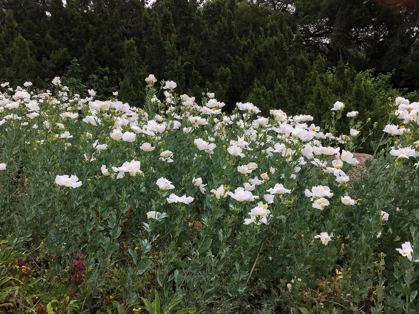 Matilija poppies