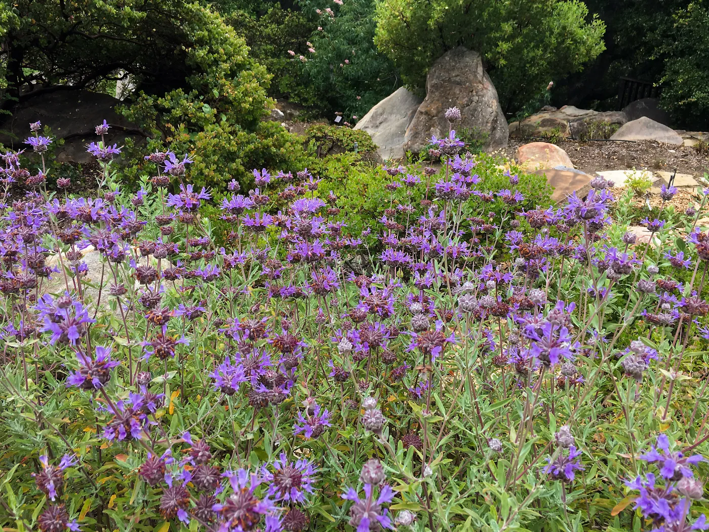 Salvia leucophylla â€˜Allen Chickering', Water Wise Home Garden