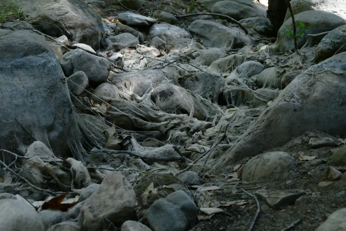 Ghost creek, lower creek crossing