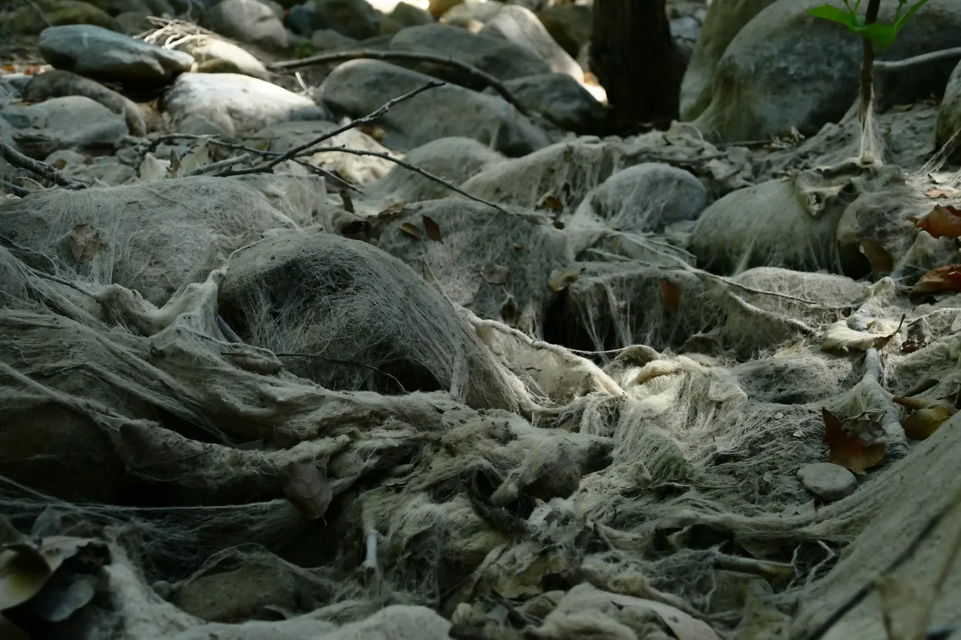 Ghost creek, lower creek crossing