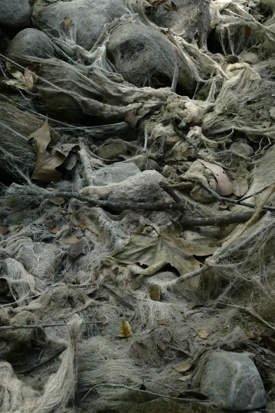Ghost creek, lower creek crossing