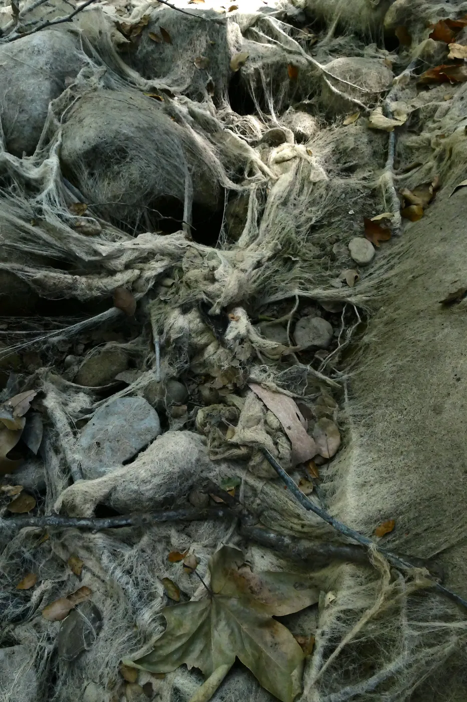 Ghost creek, lower creek crossing