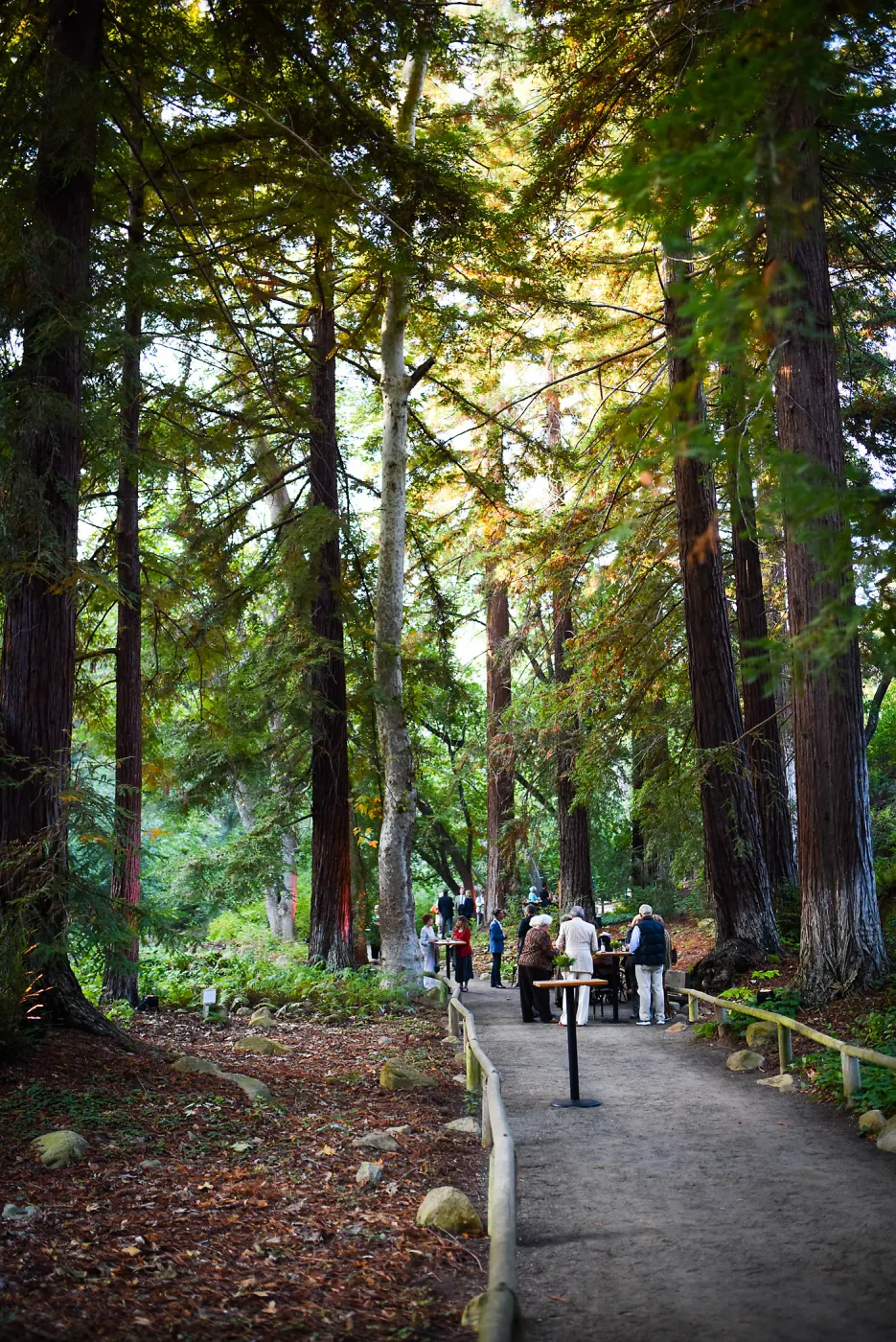 Garden to Table Dinner in the Redwoods 2017