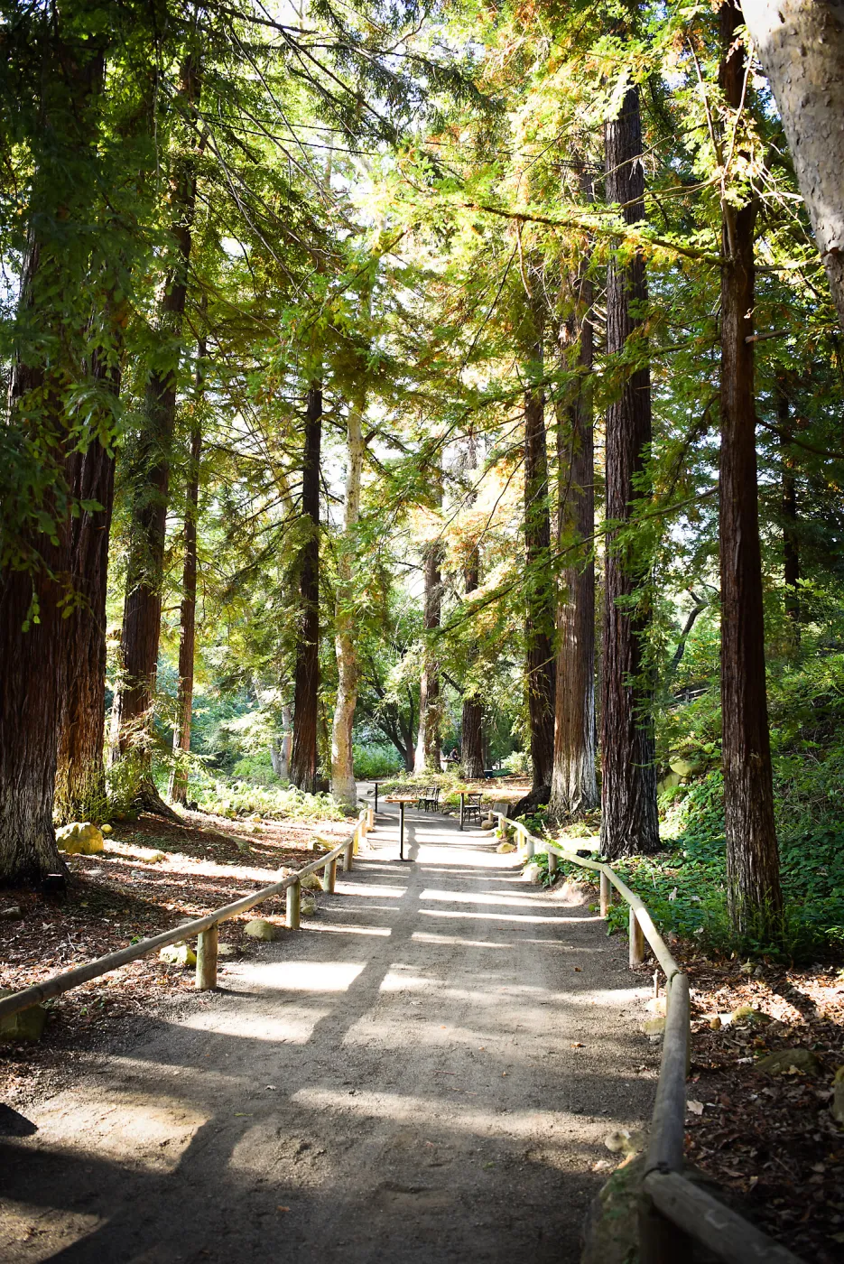 Garden to Table Dinner in the Redwoods 2017