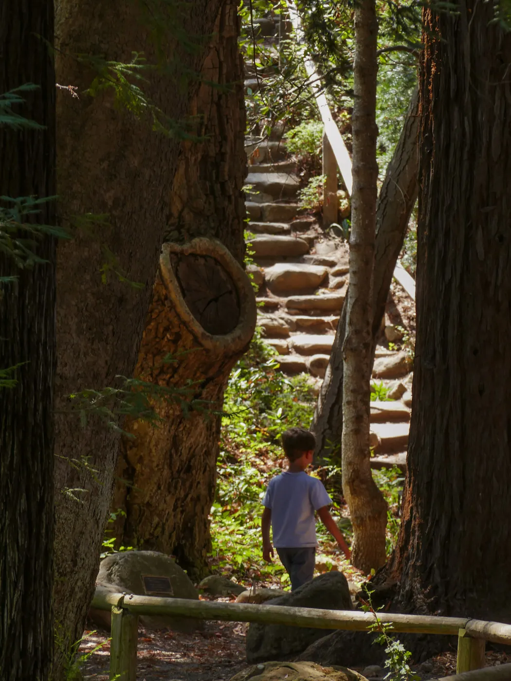 Boy in Redwood Section near the Indian Steps