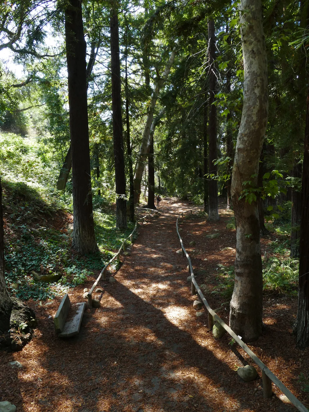 Carpet of redwood leaves