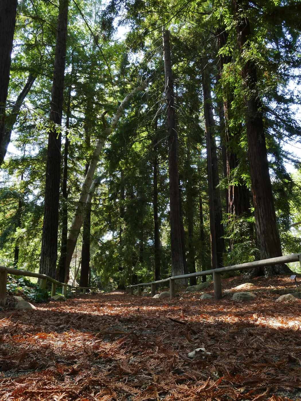 Carpet of redwood leaves