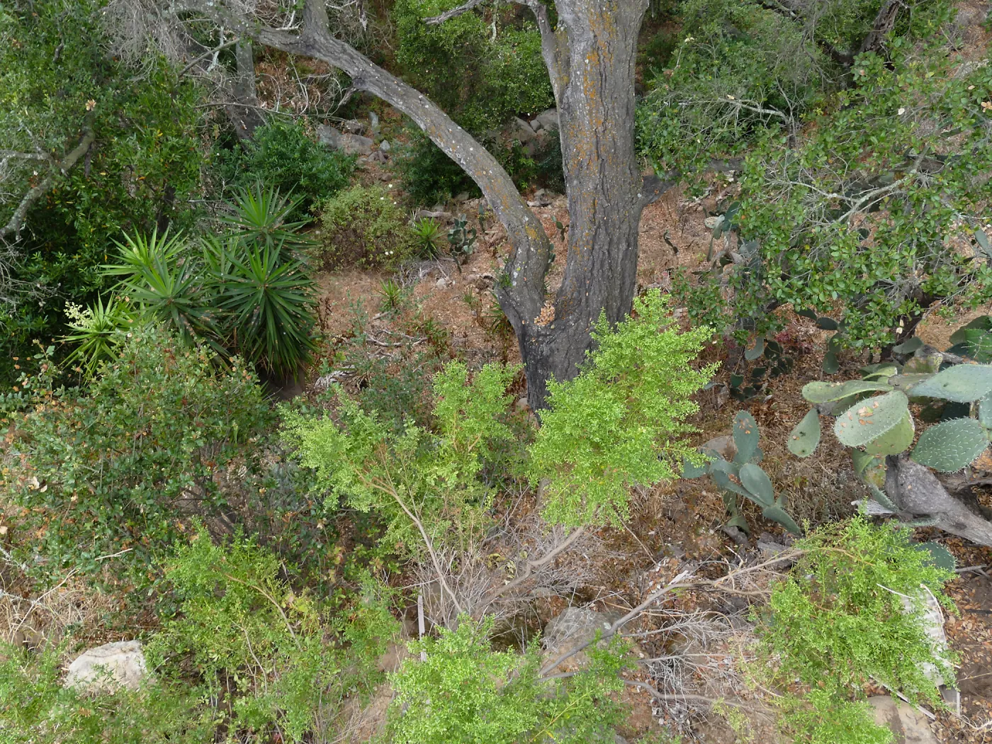 View into Mission Canyon from west side of Garden Growers Lath House