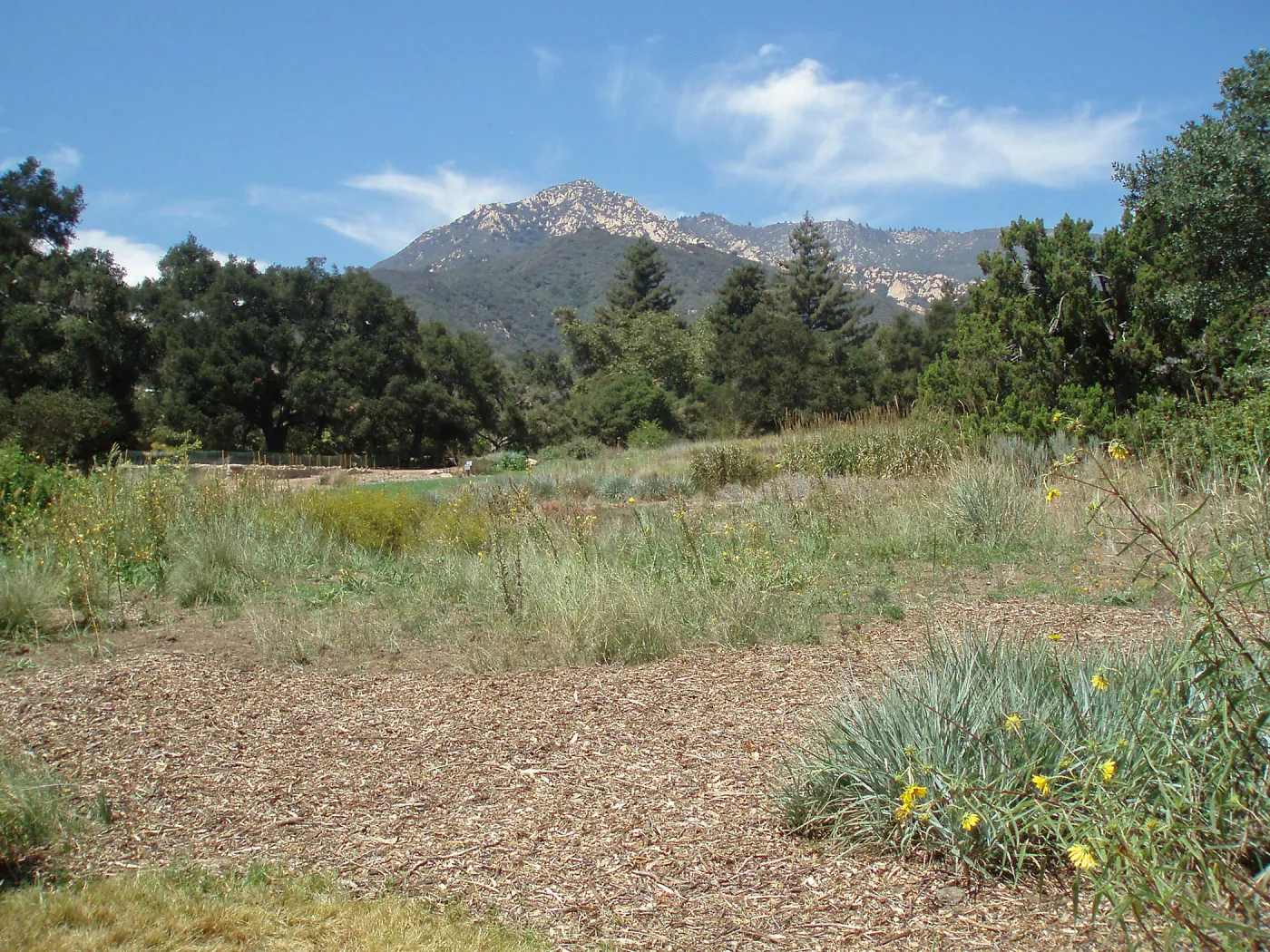 Meadow