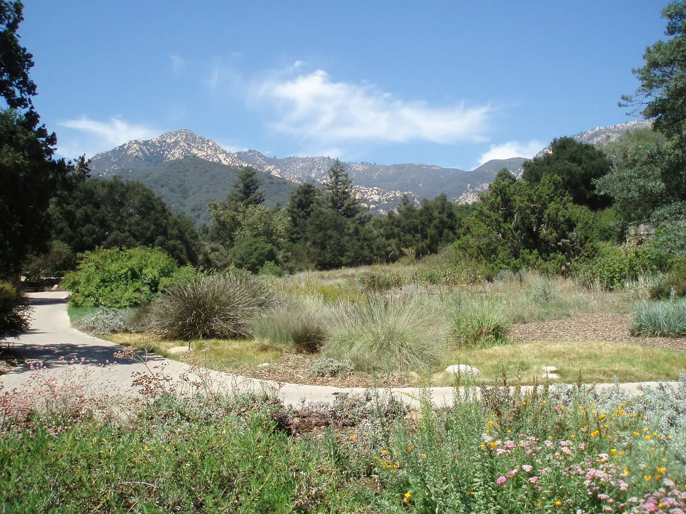 Meadow