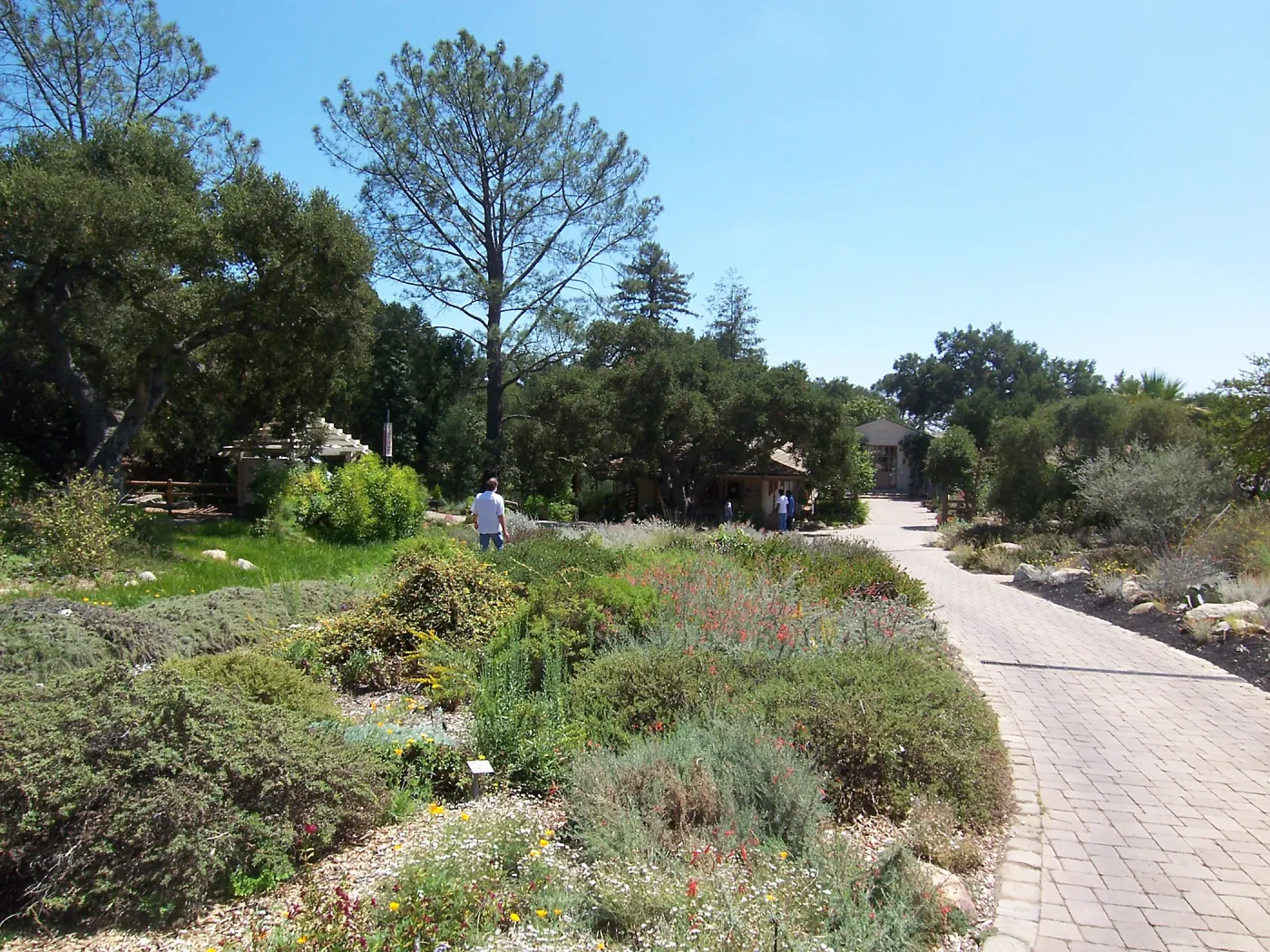 Groundcover Section and Courtyard