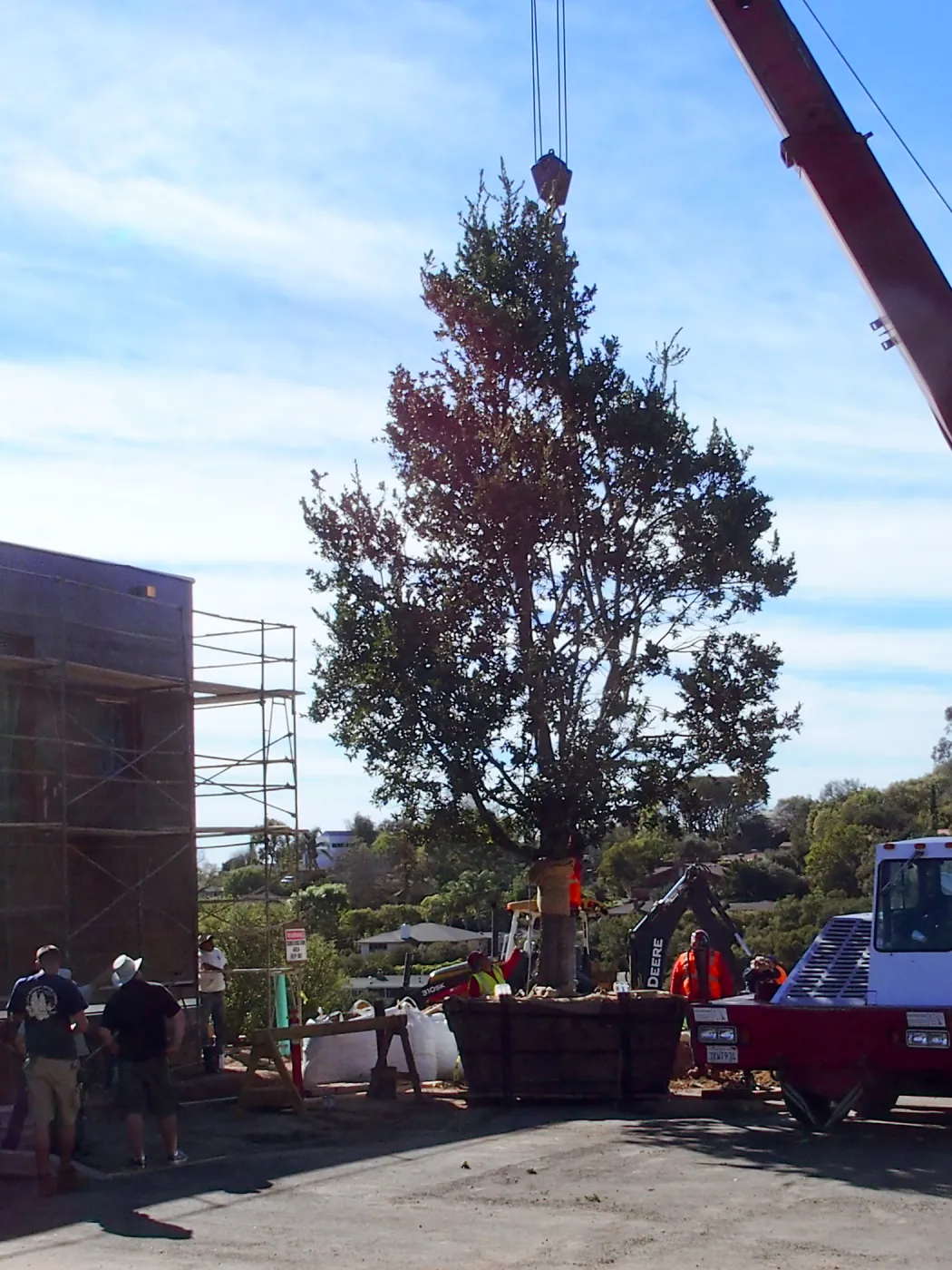 Installation of Island Oaks, flanking the entrance to the new Island Section at the Pritzlaff Conservation Center