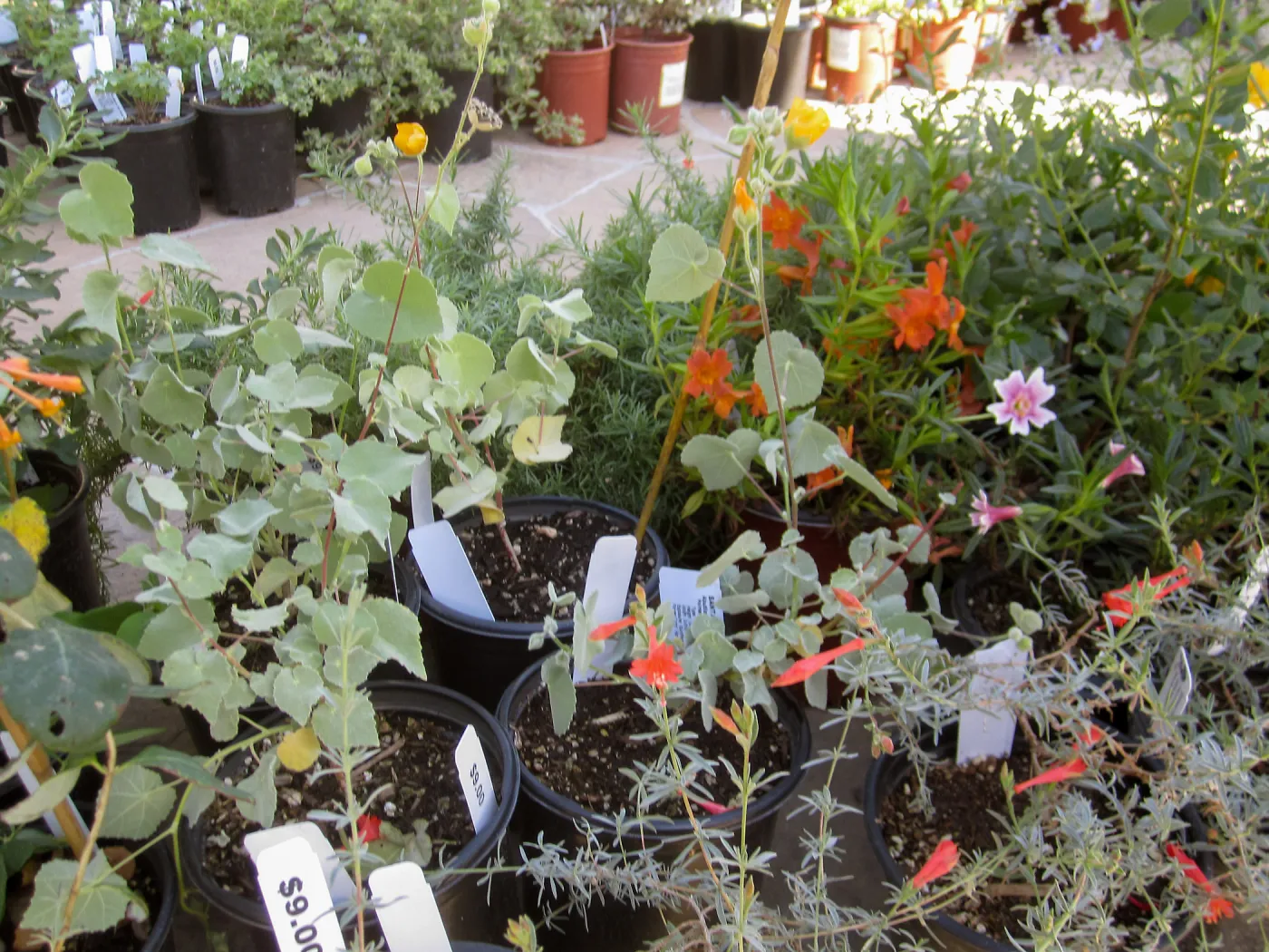 2017 Fall Plant Sale Preview Party