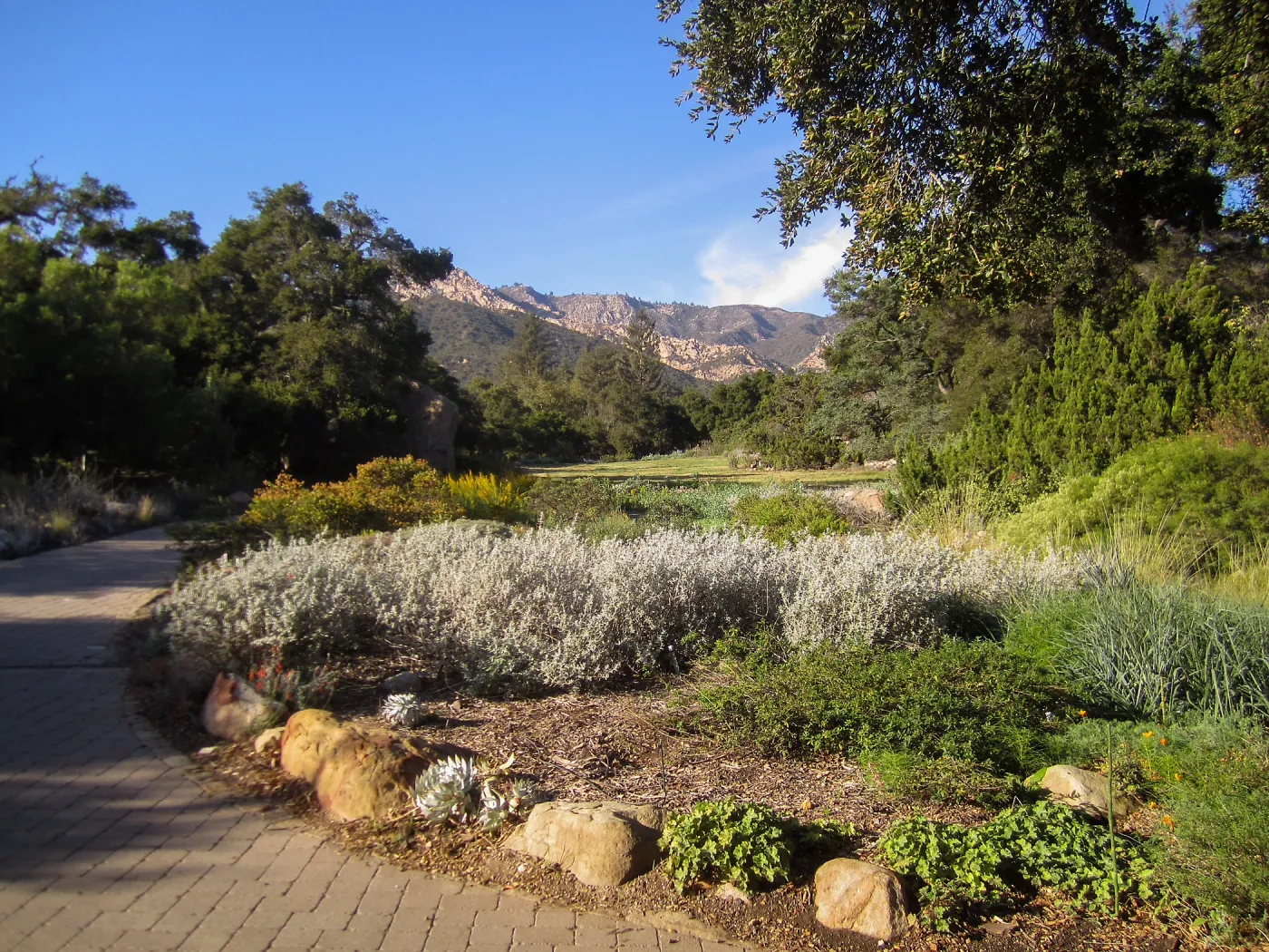 Groundcover Section and Meadow