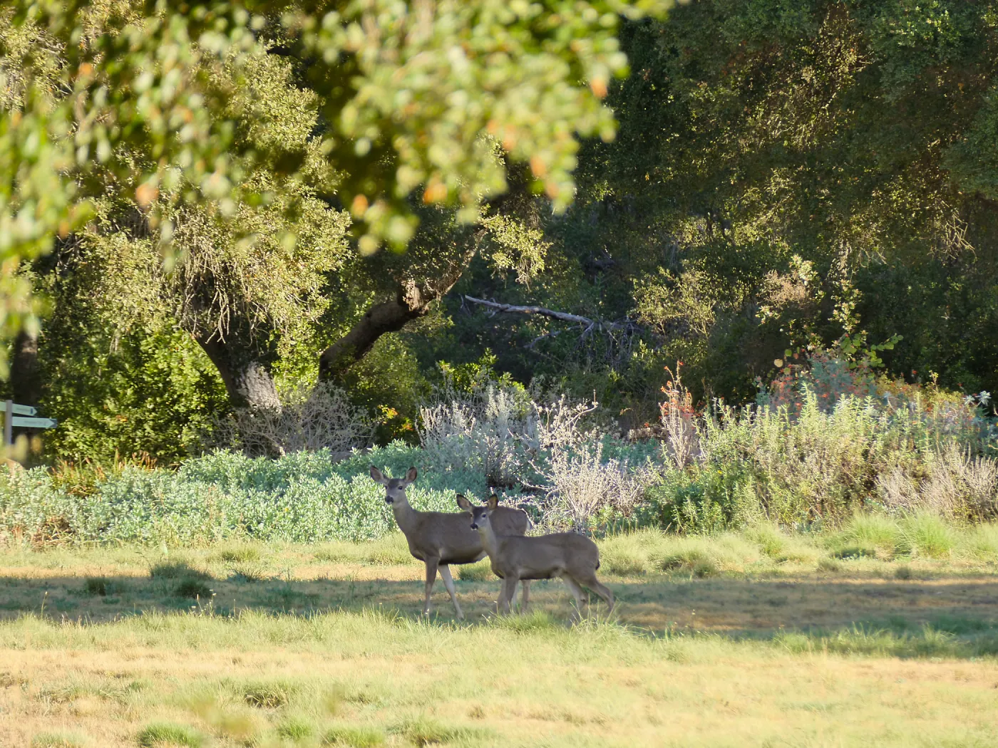 Deer in meadow