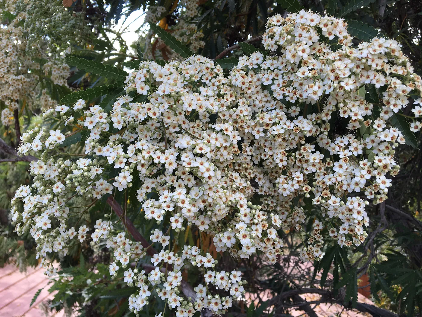 Island Ironwood at Peter Schuyler's garden