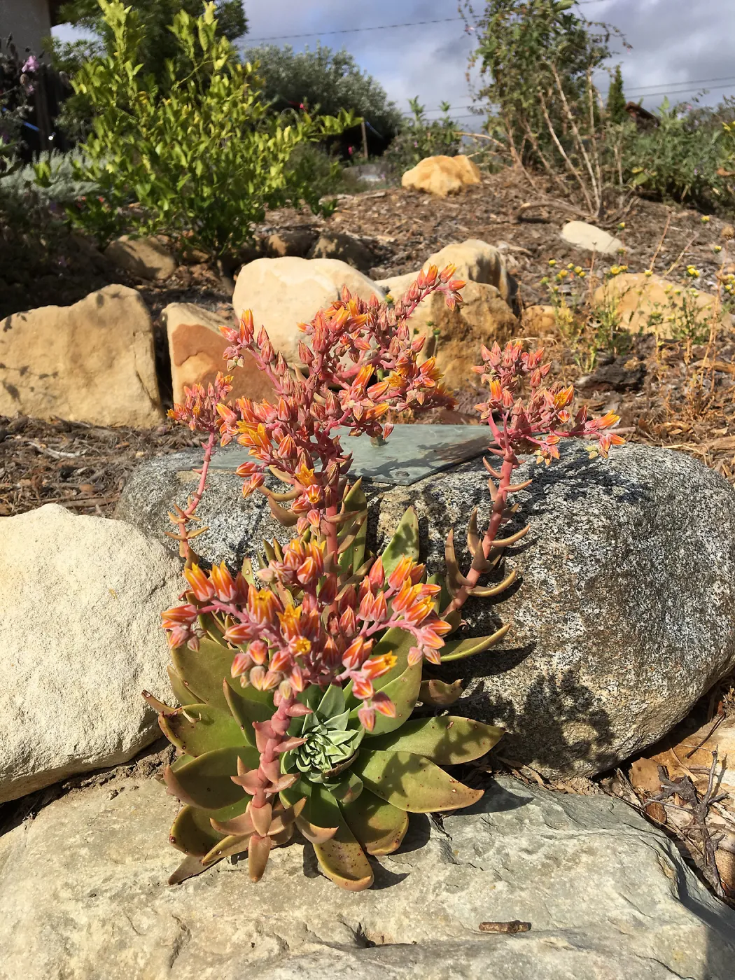 Dudleya cymosa at Peter Schuyler's garden