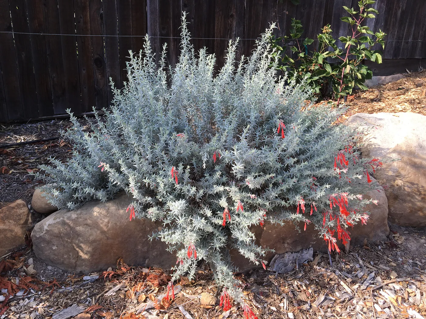 Epilobium at Peter Schuyler's garden