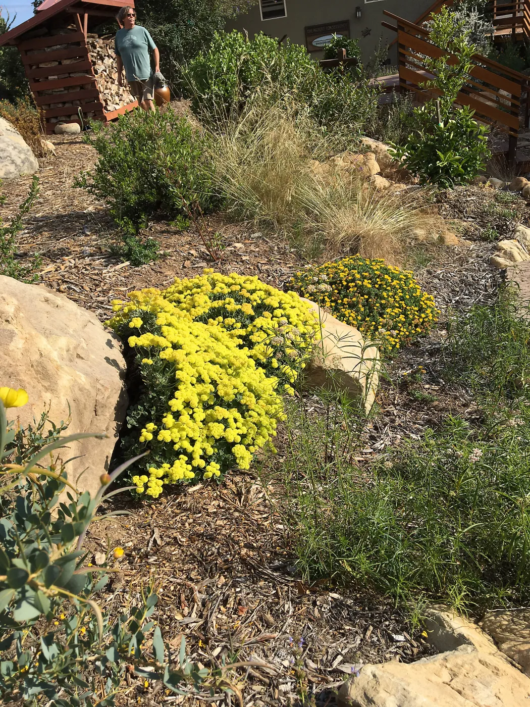 Eriogonum â€˜Shasta Sulphur' at Peter Schuyler's garden