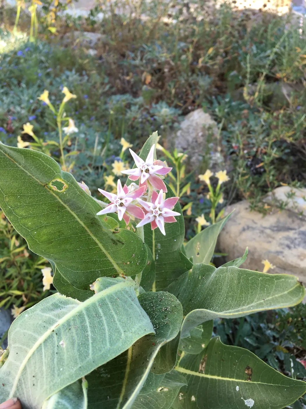 Ascelepias at Peter Schuyler's garden