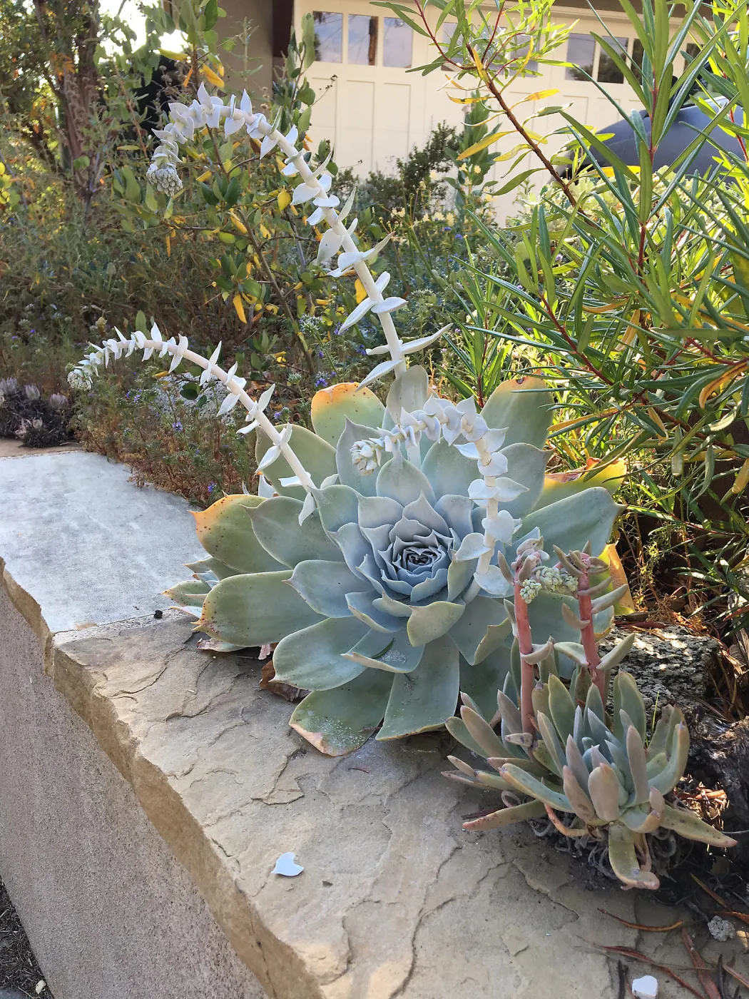 Dudleya at Schuyler's garden