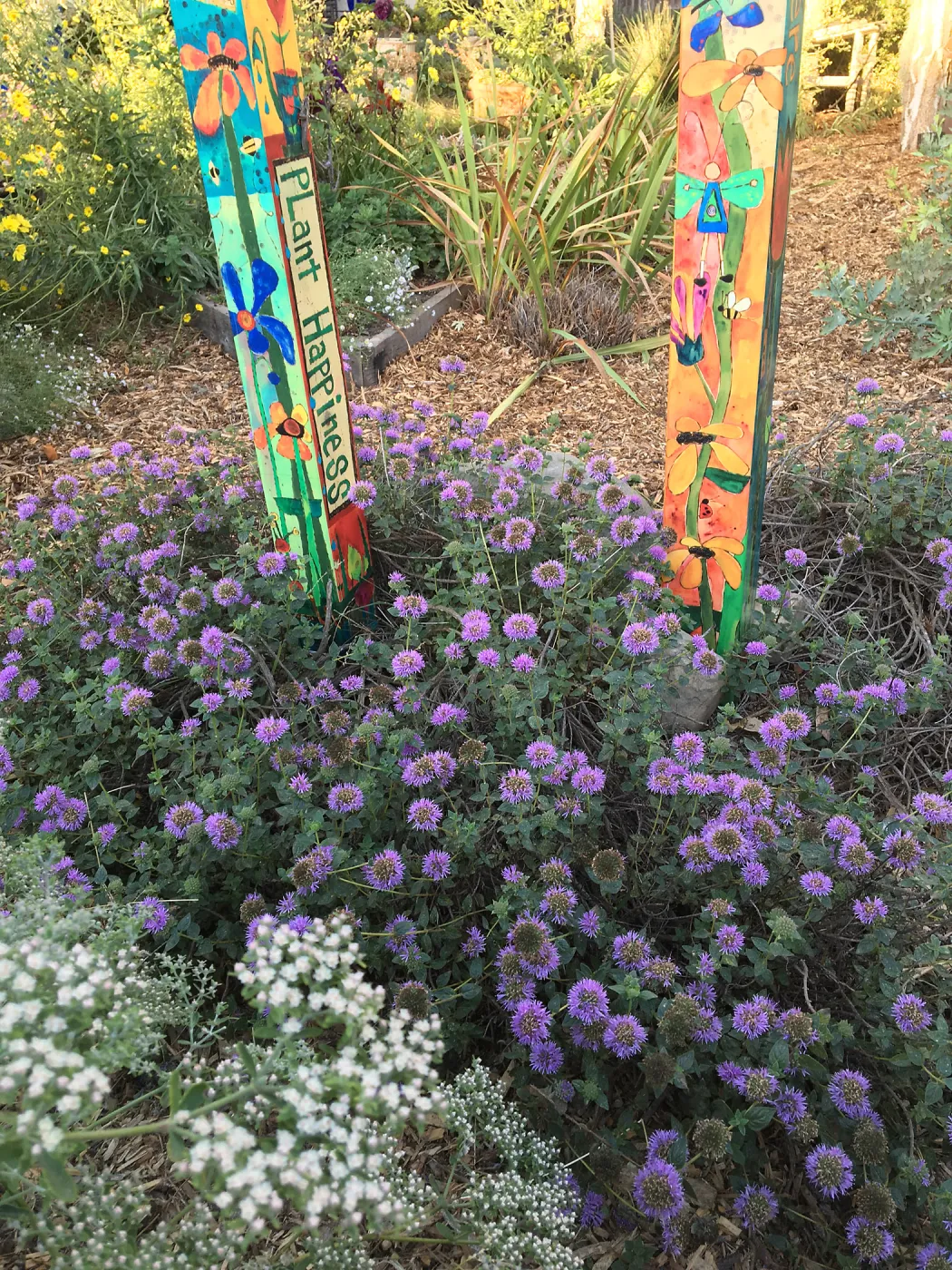 Monardela â€˜Russian River' in Betsy Collins' garden