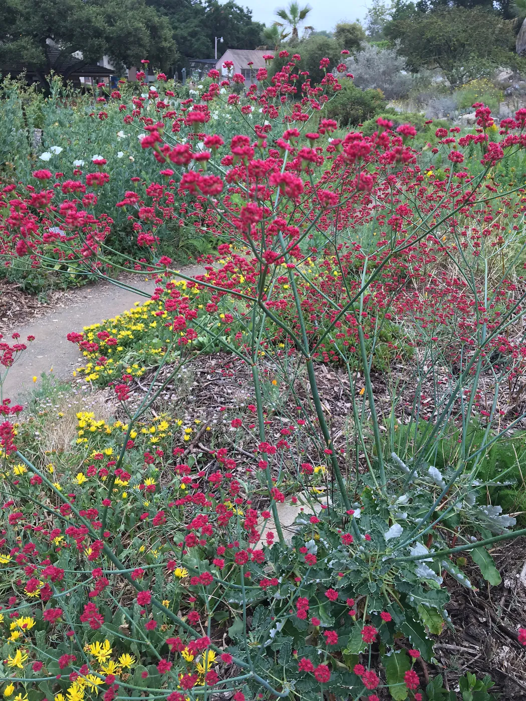 Eriogonum grande rubescens top on groundcover display