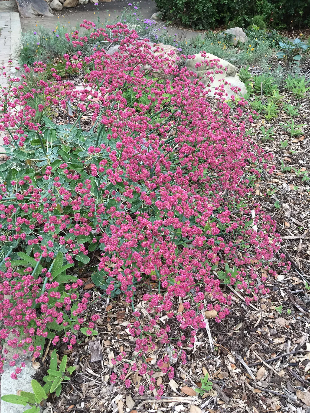 Eriogonum grande rubescens top of groundcover display