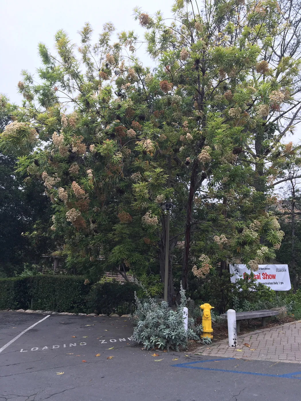 SBBG Entrance, Santa Cruz Island Ironwood