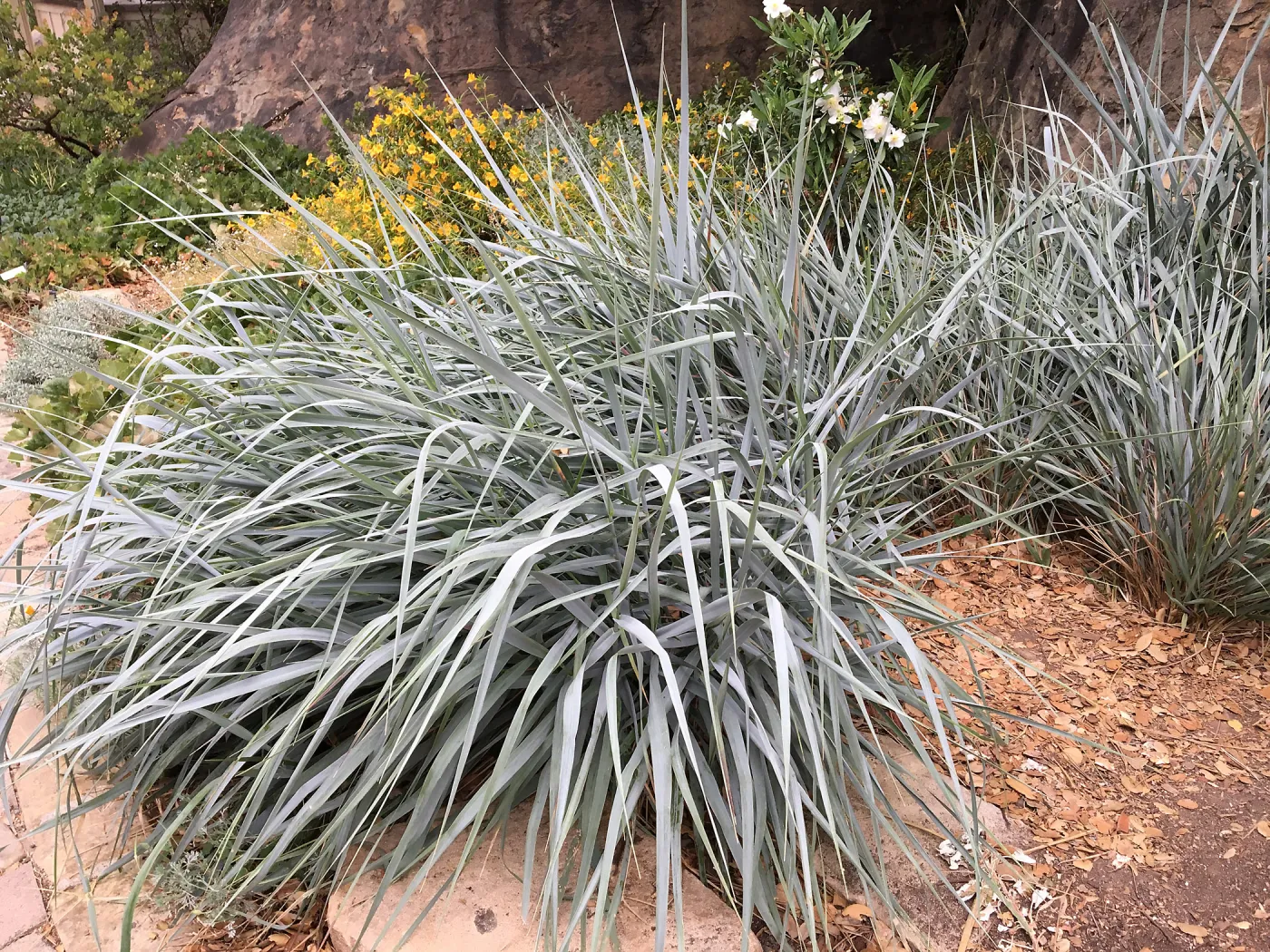 Leymus â€˜Canyon Prince' at the entrance