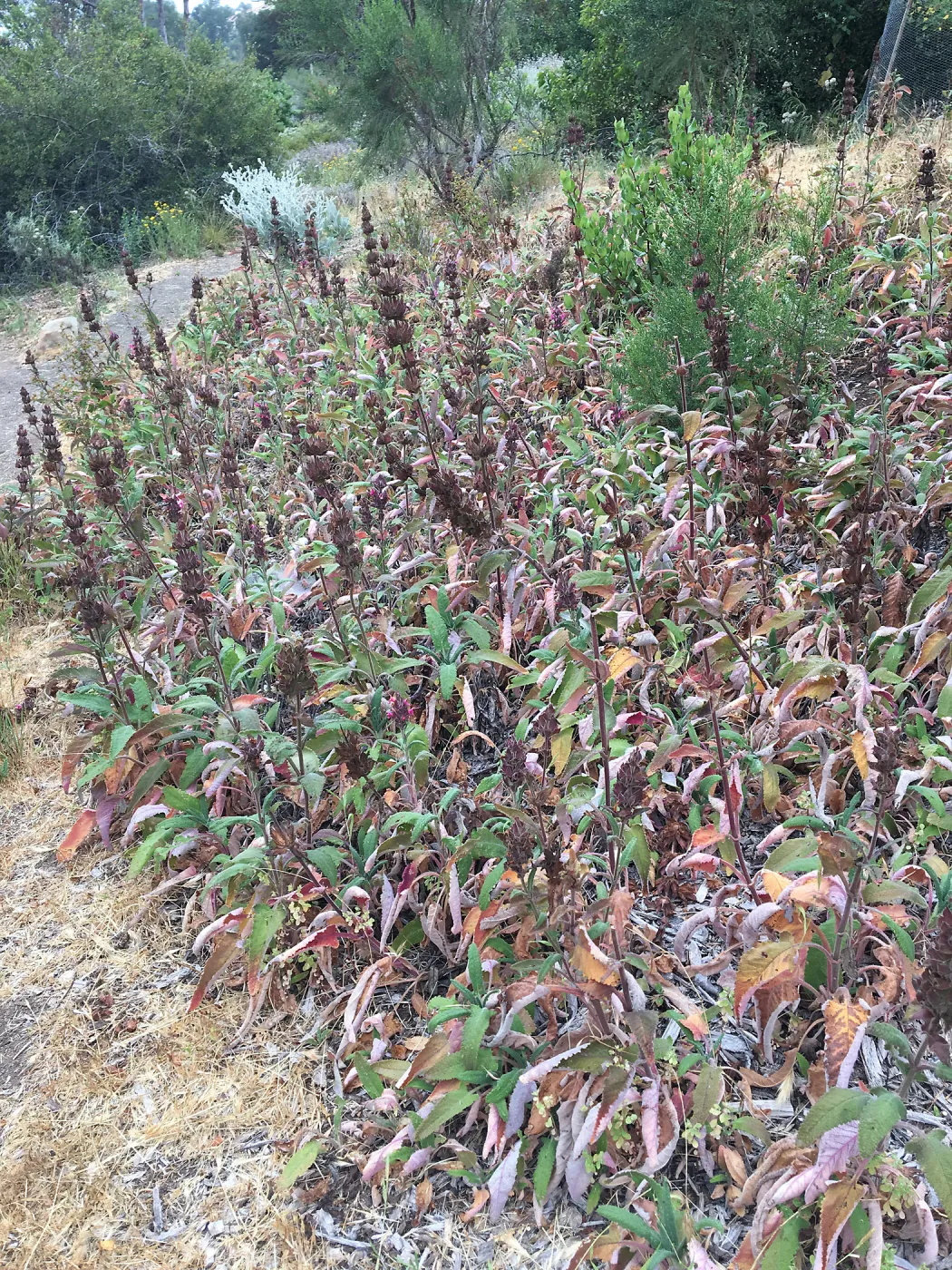 Porter Trail, Salvia (Sage) spathacea: Hummingbird Sage